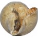 Antique Conch Shell (SANKHA), powerful ancient healing (therapeutic) instrument, Hand work, Coffee (Brown) color - Medium Size