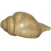 Antique Conch Shell (SANKHA), powerful ancient healing (therapeutic) instrument, Hand work, Coffee (Brown) color - Medium Size