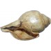 Antique Conch Shell (SANKHA), powerful ancient healing (therapeutic) instrument, Hand work, Coffee (Brown) color - Medium Size