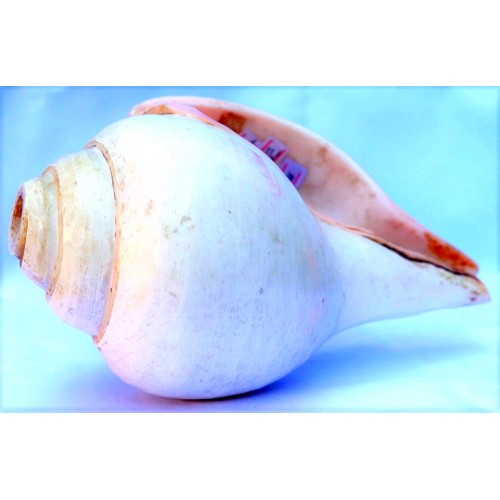 Plain Conch Shell (SANKHA), powerful ancient healing (therapeutic) instrument, White color - Medium Size