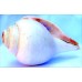 Plain Conch Shell (SANKHA), powerful ancient healing (therapeutic) instrument, White color - Medium Size