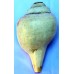 Plain Conch Shell (SANKHA), powerful ancient healing (therapeutic) instrument, White color - Medium Size