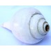 Plain Conch Shell (SANKHA), powerful ancient healing (therapeutic) instrument, White color - Medium Size