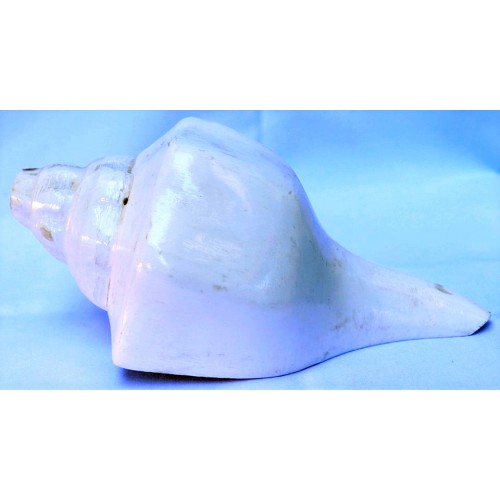 American Style Plain Conch Shell (SANKHA), powerful ancient healing (therapeutic) instrument, White color - Small Size