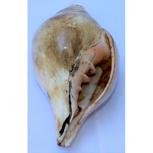 Plain Conch Shell (SANKHA), powerful ancient healing (therapeutic) instrument, White color - Medium Size