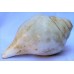 Plain Conch Shell (SANKHA), powerful ancient healing (therapeutic) instrument, White color - Medium Size