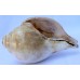 Plain Conch Shell (SANKHA), powerful ancient healing (therapeutic) instrument, White color - Medium Size